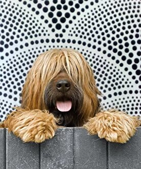Berger Gallery: Briard - looking over fence - patterned background
