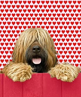 Briard - looking over red fence - heart background