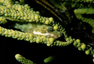 Bridled Leatherjacket, Acanthaluteres spilomelanurus, A juvenile female of this species hiding near corkweed at night, Moonta Bay, South Australia, Australia, Southern Ocean