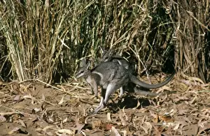 Wallabies Prints: Bridled Nailtail Wallaby