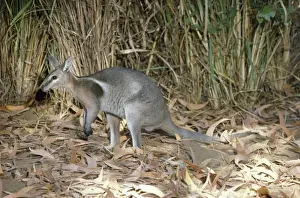 Wallabies Prints: Bridled Nailtailed Wallaby - endangered species Central Queensland