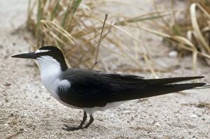 Images Dated 15th April 2010: Bridled Tern