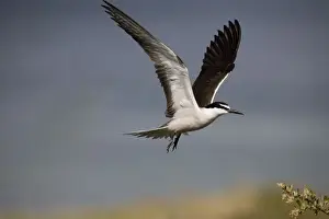 Bridled Tern in flight On Penguin Island, Western Australia. Found around the coasts of Australia except in the south. Widespread in tropical seas often foraging far from land