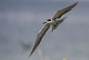 Images Dated 26th September 2006: Bridled Tern in flight On Penguin Island, Western Australia. Found around the coasts of Australia
