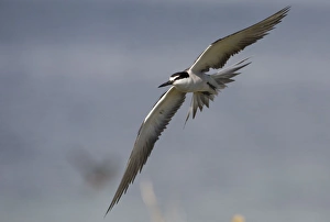 Images Dated 26th September 2006: Bridled Tern in flight On Penguin Island, Western Australia. Found around the coasts of Australia