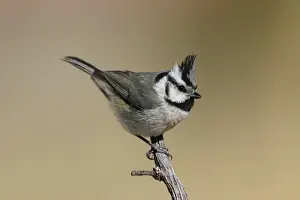 Titmouse Prints: Bridled Titmouse