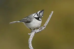 Bridled Titmouse