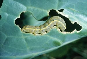 Bright-line Brown-eye MOTH - Caterpillar stage, feeding on cabbage leaf
