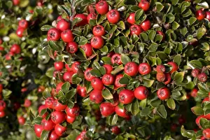 Shrubs Prints: Bright red berries on Cotoneaster shrub Cotswolds UK