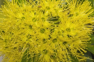 Honeyeater Collection: Bright yellow flowers of a Golden Penda tree - in a suburban garden. Note the fruit fly near the top
