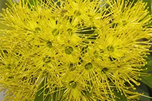 Honey Prints: Bright yellow flowers of a Golden Penda tree - in a suburban garden