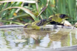 Brimstone / Bully Canary - drinking at birdbath. Feeds on fruit, seeds, flowers, nectar and insects. Occurs in woodland, also gardens, in southern and eastern southern Africa, also Zimbabwe, Zambia, eastern Zaire and western Kenya