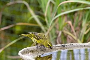 Canaries Gallery: Brimstone / Bully Canary - drinking at birdbath