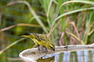 Images Dated 6th January 2010: Brimstone / Bully Canary - drinking at birdbath