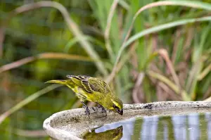 Brimstone / Bully Canary - drinking at birdbath - southern and eastern southern Africa, also Zimbabwe, Zambia, eastern Zaire and western Kenya -Grahamstown, Eastern Cape, South Africa