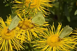 Brimstone Prints: Brimstone Butterflies (Gonepteryx rhamni) on flower (Telekia speciosa)