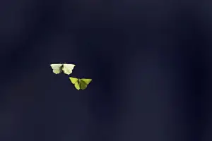Brimstone Butterfly - Mating dance Gonepteryx rhamni Pyrenees, Spain IN000213