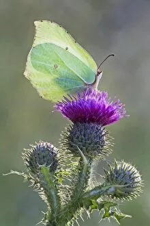 Images Dated 2nd June 2007: Brimstone Butterfly - perched on thistle and being backlit by early morning sunshine - Cannock