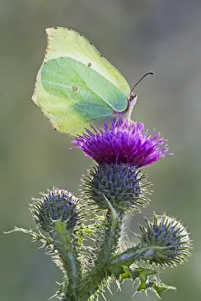 Sunshine Prints: Brimstone Butterfly - perched on thistle
