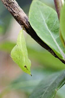 Images Dated 10th July 2012: Brimstone Butterfly - Pupa