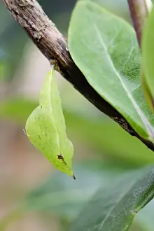 Hanging Prints: Brimstone Butterfly - Pupa - UK