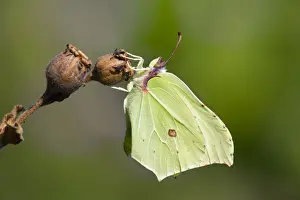 Antennae Prints: Brimstone Butterfly - UK