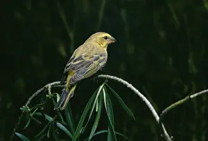 Canaries Prints: Brimstone Canary Uganda, Africa