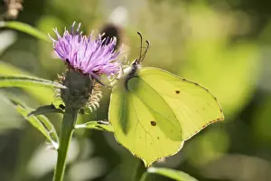 Veins Prints: Brimstone Male feeding wings closed Bedfordshire, UK