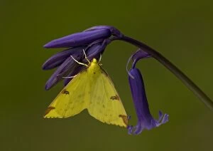Brimstone Moth - on bluebell flower, with wings open. Spring