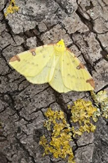 Images Dated 11th June 2010: Brimstone Moth - with lichen on tree trunk - Lincolnshire - England