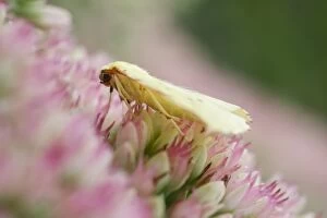 Brimstone moth resting on Sedum flowers, Norfolk UK