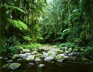 Images Dated 27th February 2009: Brindle Creek: subtropical rainforest Border Ranges National Park, northern New South Wales