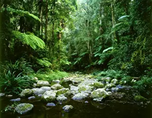 Pool Prints: Brindle Creek: subtropical rainforest Border Ranges National Park
