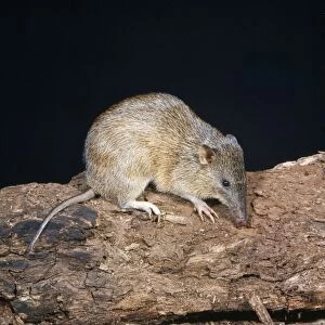 Images Dated 11th July 2008: Brindled Bandicoot