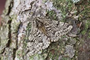 Images Dated 11th April 2010: Brindled Beauty - resting on tree trunk - Noth Lincolnshire - England