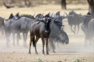 Brindled Gnu / Blue Wildebeest / Common Wildebeest / White-bearded Wildebeest - Herd waiting to drink at waterhole