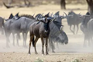 Brindled Gnu / Blue Wildebeest / Common Wildebeest / White-bearded Wildebeest - Herd waiting to drink at waterhole. Prefers open savanna woodland and grassland. Northern areas of southern Africa, Namibia, Angola and Zambia