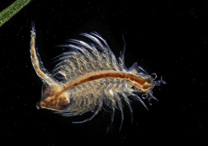 Images Dated 11th May 2007: Brine Shrimp
