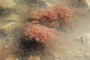 Shrimps Prints: Brine Shrimp - upwelling