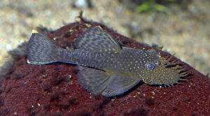Aquarium Fish Collection: Bristle-nosed Catfish- freshwater, South America