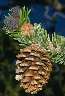 Cones Prints: Bristlecone Pine