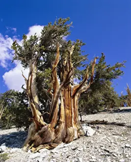 Bristlecone Pine