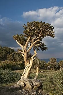 Images Dated 6th July 2012: Bristlecone Pine - one of the oldest living plants