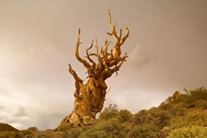Bristlecone Pine