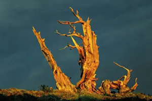 Afternoon Prints: Bristlecone pine at sunset, White Mountains