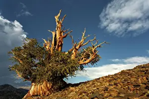 Bristlecone pine at sunset, White Mountains, Inyo National Forest, California Date: 28-07-2011