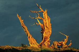 Pine Gallery: Bristlecone pine at sunset, White Mountains, Inyo