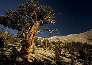 Bristlecone Pine Trees - at c. 11, 000 ft in the White Mountains; early morning light