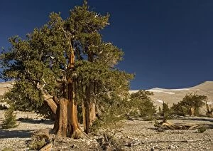 Images Dated 4th July 2005: Bristlecone Pine Trees - at c. 11000 ft in the White Mountains