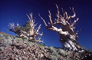 Images Dated 3rd March 2008: BRISTLECONE PINES